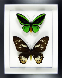 Couple de papillons Ornithoptera priamus poseidon / Cadre noir