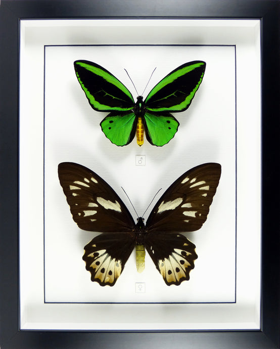 Couple de papillons Ornithoptera priamus poseidon / Cadre noir