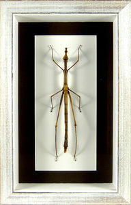 Criquet-phasme Taxiarchus giganteus/ Cadre bois