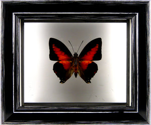 Papillon Charaxes zingha entre 2 verres / Cadre noir à poser
