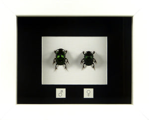 Couple de scarabées Ontophagus mouhoti / Cadre laqué blanc