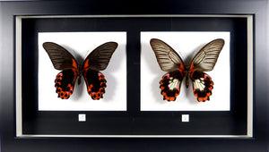 Couple de papillons Papilio rumanzovia / Cadre laqué noir