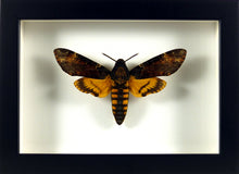 Charger l'image dans la galerie, Sphinx à tête de mort Acherontia atropos / Cadre noir