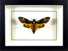 Charger l'image dans la galerie, Sphinx à tête de mort Acherontia atropos / Cadre noir
