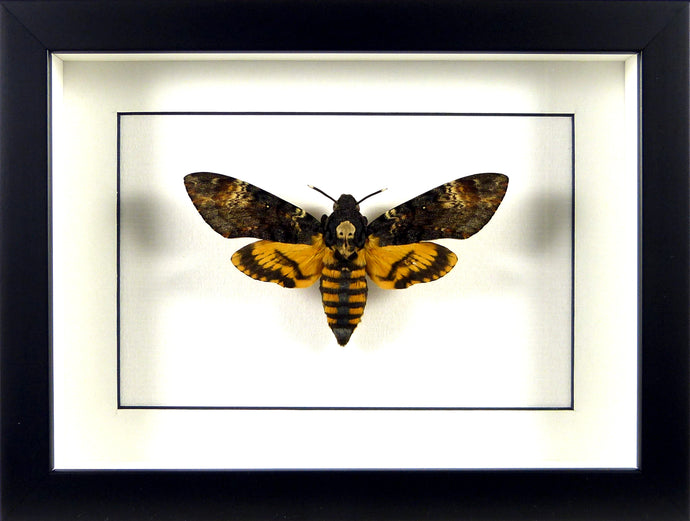 Sphinx à tête de mort Acherontia atropos / Cadre noir