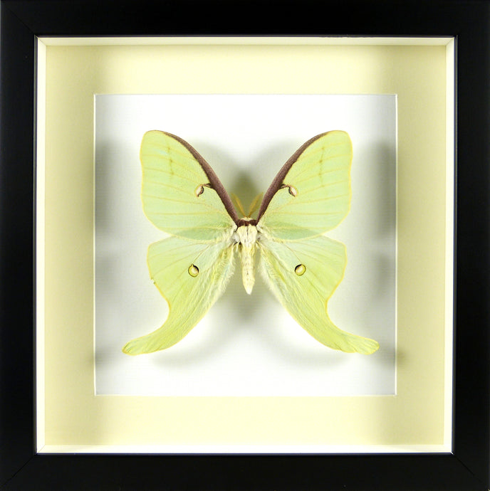 Papillon lune américain Actias luna / Cadre noir