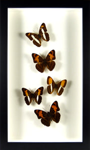 Envolée de papillons Adelpha sous cadre noir