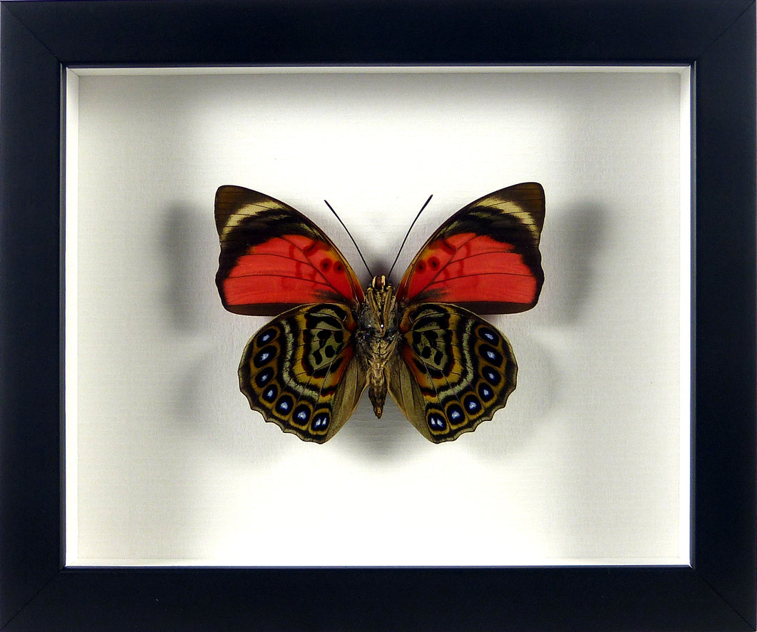 Papillon d'Amazonie Agrias claudina / Cadre bois laqué
