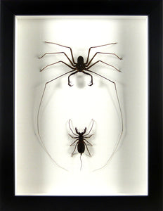 Duel Amblypyge vs Uropyge (Arachnides) / Cadre noir