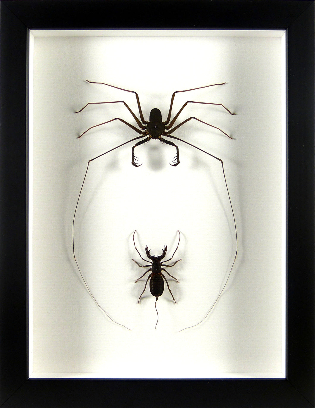 Duel Amblypyge vs Uropyge (Arachnides) / Cadre noir