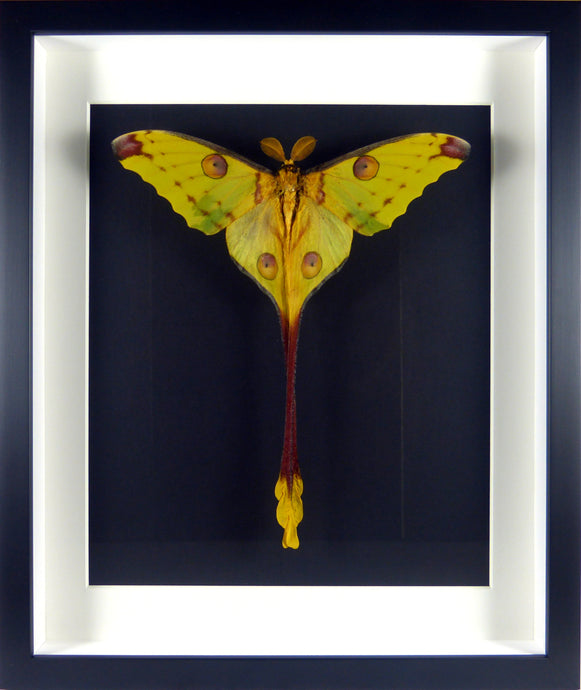 Papillon nocturne Comète de Madagascar Argema mittrei / Cadre noir