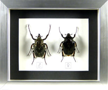 Charger l&#39;image dans la galerie, Cétoines africaines Argyrophegges kolbei (couple) / Cadre plusieurs finitions