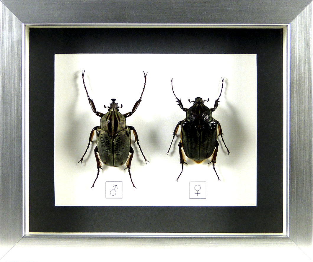 Cétoines africaines Argyrophegges kolbei (couple) / Cadre plusieurs finitions