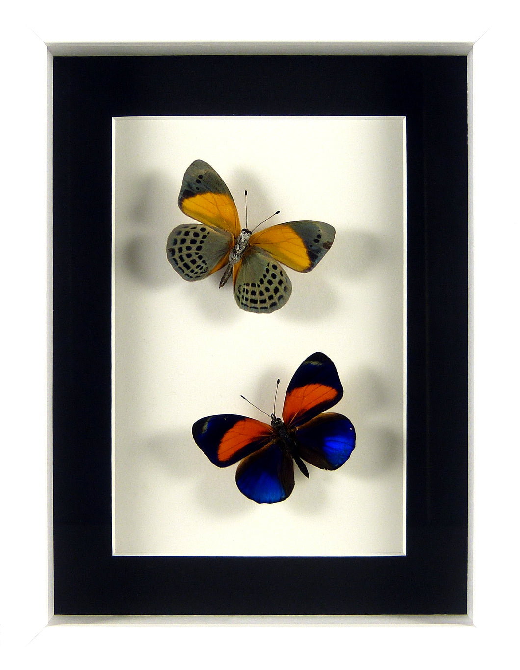 Papillons Asterope markii recto & verso / Cadre blanc