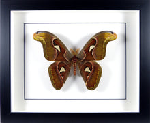 Charger l'image dans la galerie, Papillon nocturne géant à tête de cobra Attacus Atlas / Cadre noir