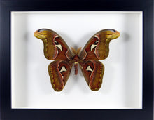 Charger l'image dans la galerie, Papillon nocturne géant à tête de cobra Attacus Atlas / Cadre noir