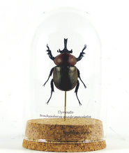 Charger l'image dans la galerie, Scarabée Brachysiderus quadrimaculatus - sous globe, cloche