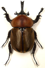 Charger l'image dans la galerie, Scarabée Brachysiderus quadrimaculatus - sous globe, cloche