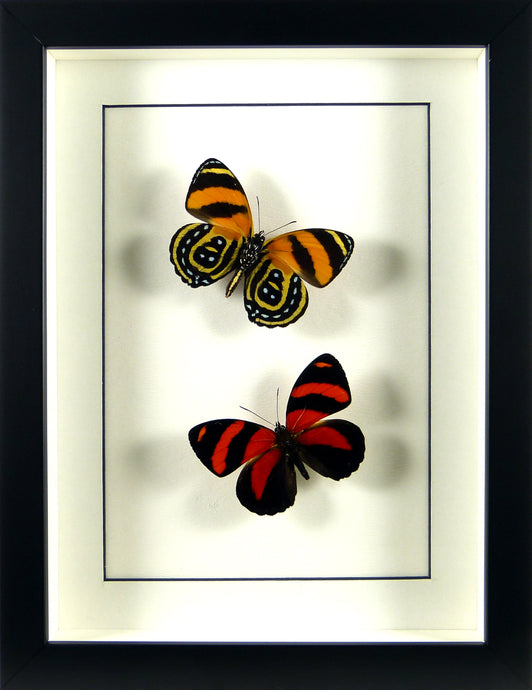 Papillons Callicore cynosura recto & verso / Cadre noir