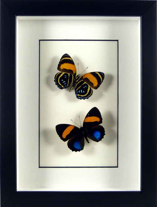 Papillons Callicore lyca aegina recto & verso / Cadre noir