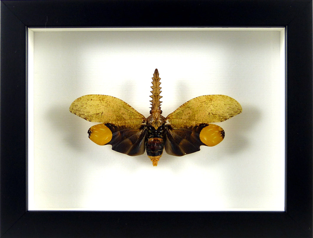 Insecte Fulgor Cathedra serrata / Cadre noir