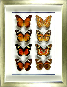 Papillons Cethosia recto & verso / Cadre champagne pièce unique