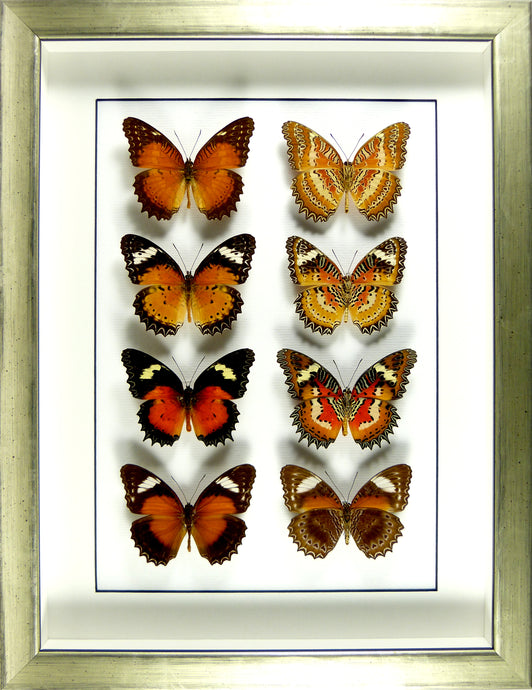 Papillons Cethosia recto & verso / Cadre champagne pièce unique