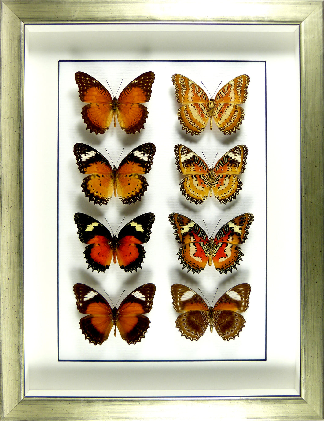 Papillons Cethosia recto & verso / Cadre champagne pièce unique