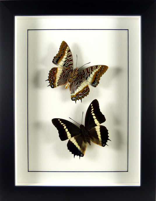Papillons Charaxes brutus recto & verso / Cadre noir