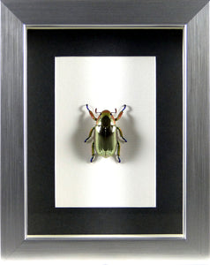 Coléoptère argent Chrysina (Plusiotis) chrysargirea / Cadre argent