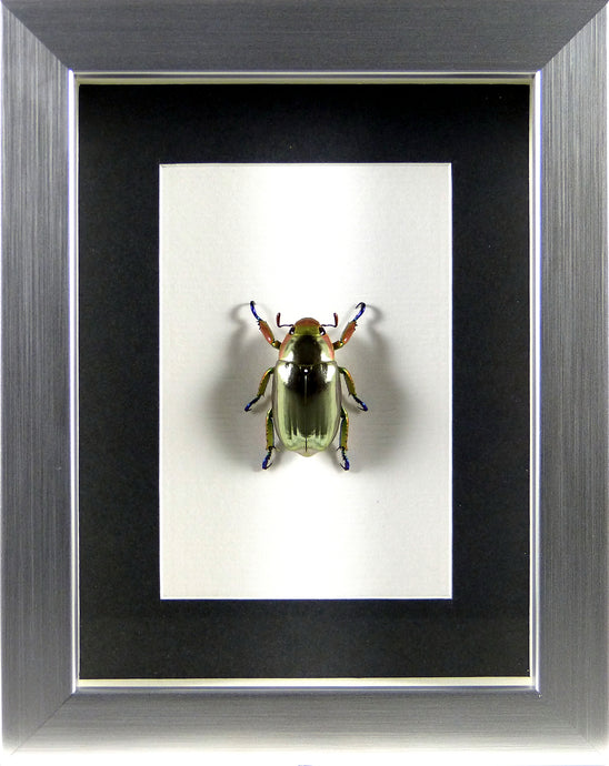Coléoptère argent Chrysina (Plusiotis) chrysargirea / Cadre argent