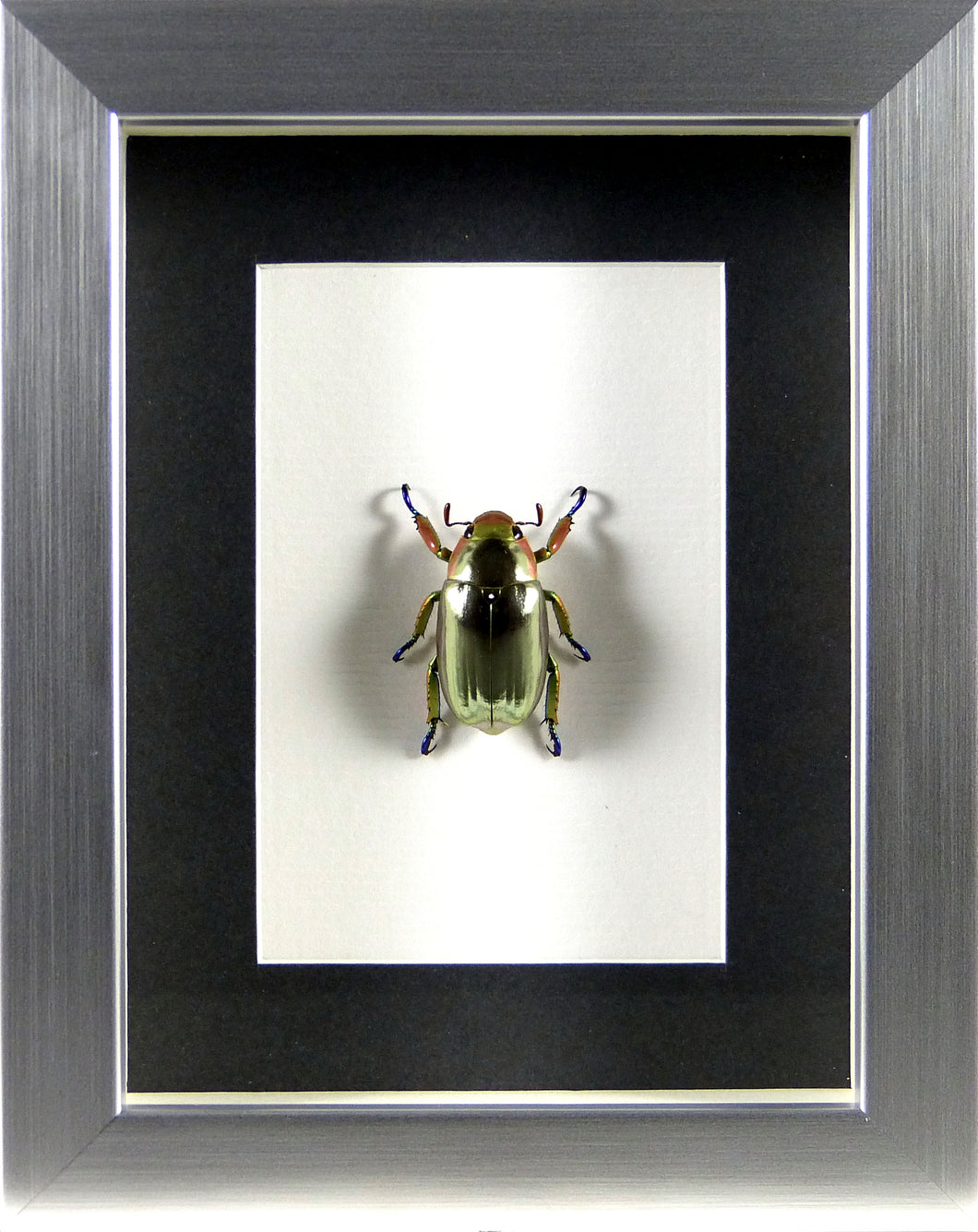 Coléoptère argent Chrysina (Plusiotis) chrysargirea / Cadre argent