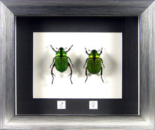 Charger l&#39;image dans la galerie, Couple de scarabées Chrysophora chrysochlora / Cadre plusieurs finitions
