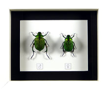 Charger l&#39;image dans la galerie, Couple de scarabées Chrysophora chrysochlora / Cadre plusieurs finitions