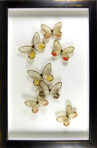 Envolée de papillons de verre / Cadre laqué