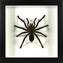 Charger l&#39;image dans la galerie, Mygale Cyriopagopus lividus / Cadre noir