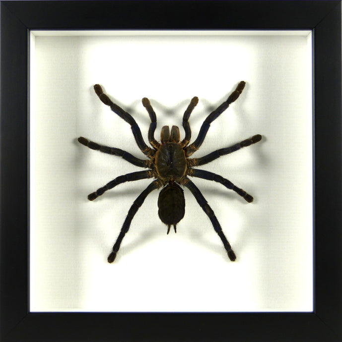 Mygale Cyriopagopus lividus / Cadre noir