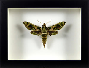 Sphinx du laurier rose Daphnis nerii / Cadre noir