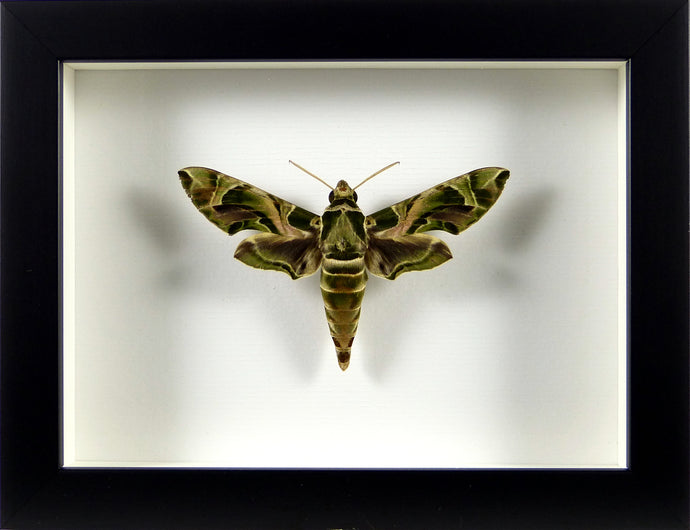 Sphinx du laurier rose Daphnis nerii / Cadre noir