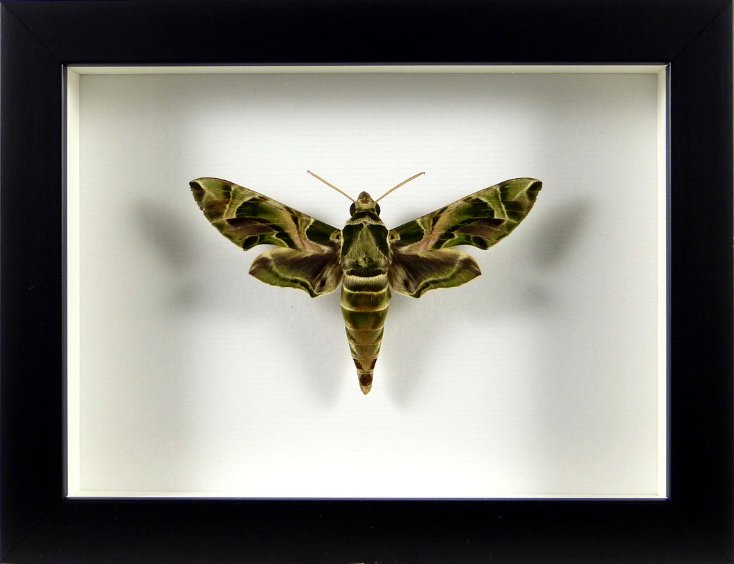 Sphinx du laurier rose Daphnis nerii / Cadre noir