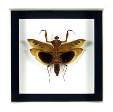 Charger l'image dans la galerie, Mante "feuille" exotique Deroplatys desicata / Cadres plusieurs finitions