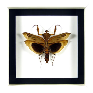 Mante "feuille" exotique Deroplatys desicata / Cadre blanc