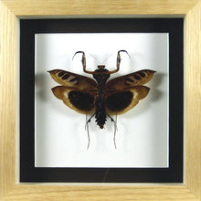 Charger l'image dans la galerie, Mante "feuille" exotique Deroplatys desicata / Cadres plusieurs finitions