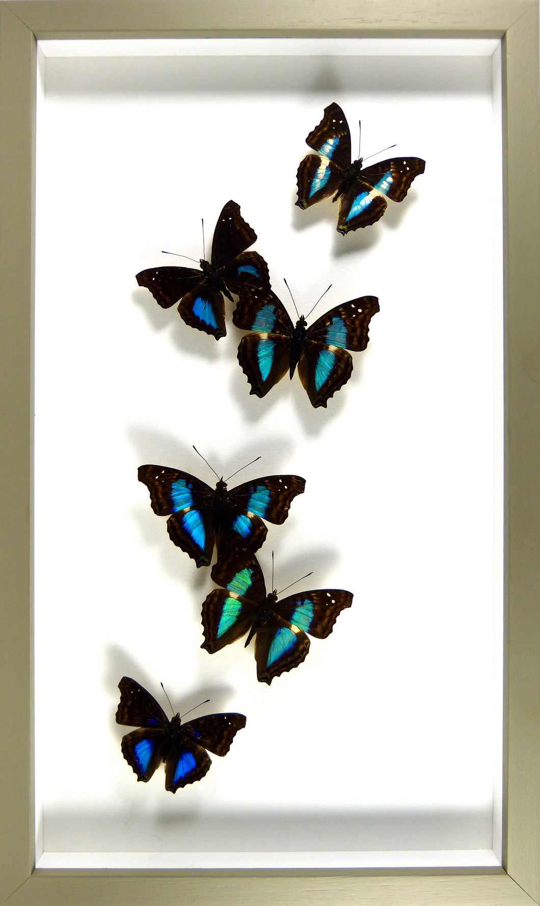 Envol de 6 papillons Doxocopa / Cadre gris