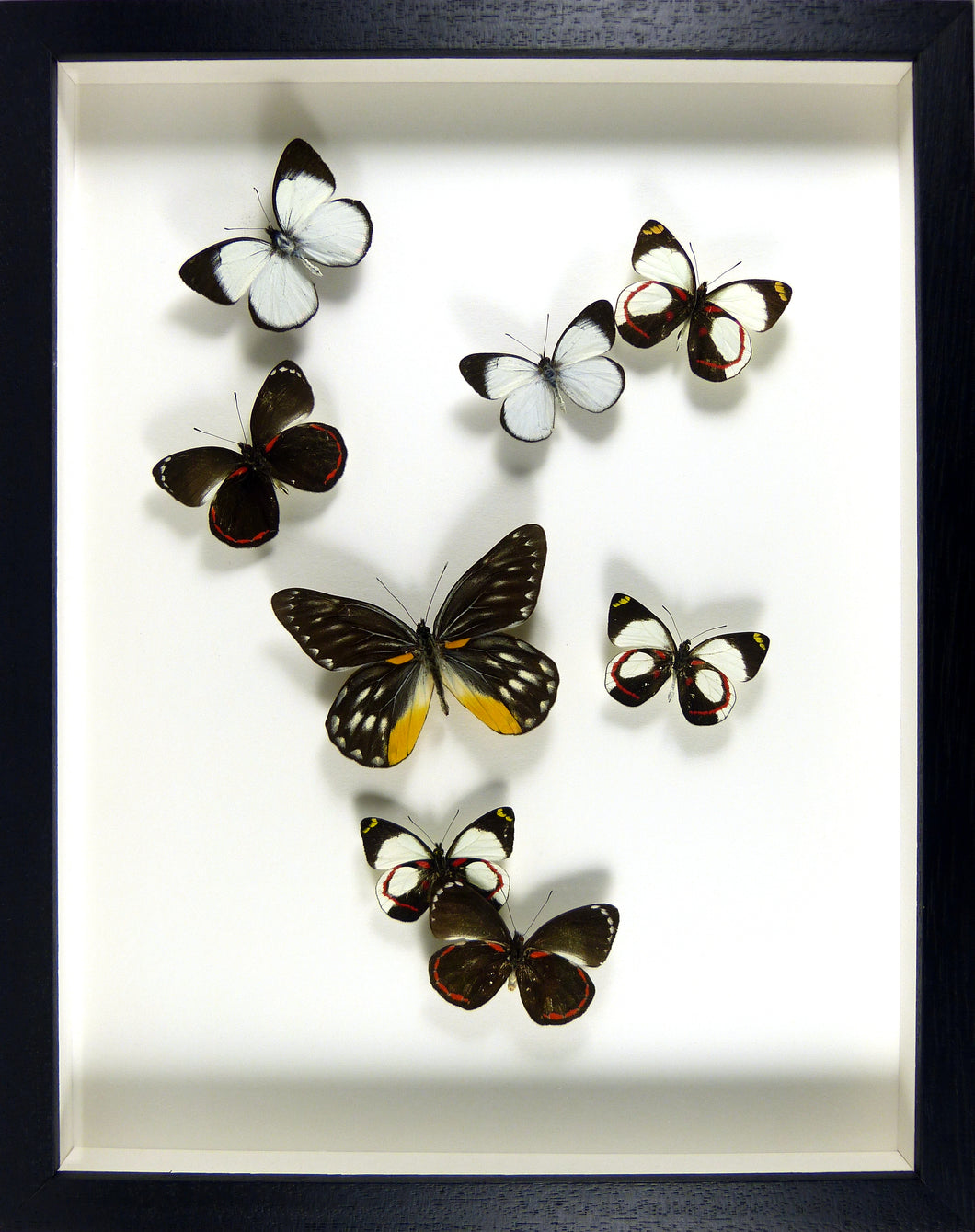 Envolée de papillons piérides Delias / Cadre noir