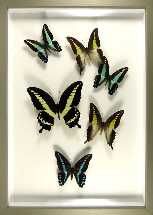 Envolée de Papillons exotiques / Cadre bois gris