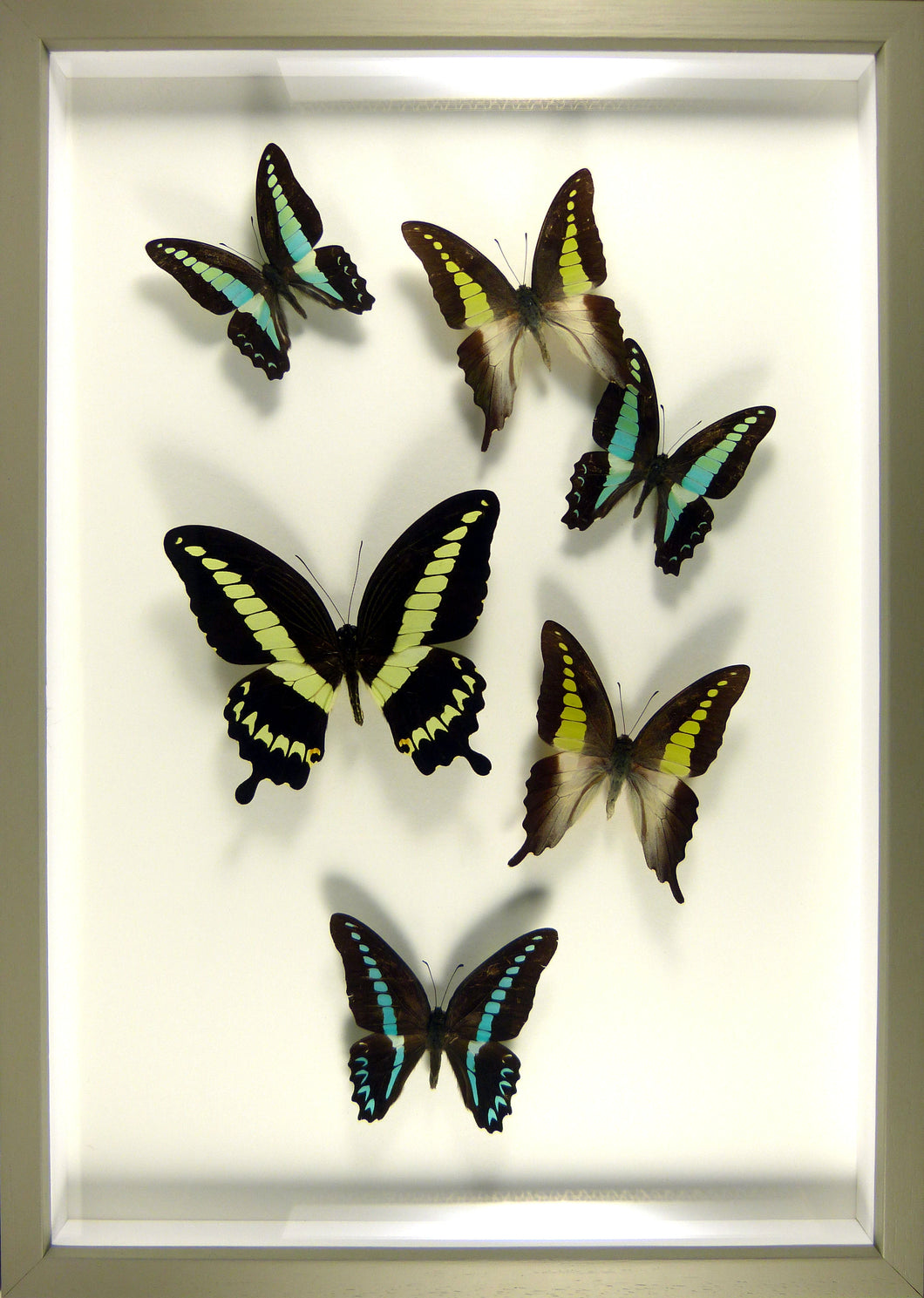 Envolée de Papillons exotiques / Cadre bois gris