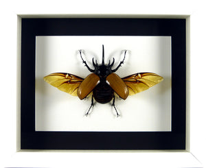Dynaste Eupatorus gracilicornis (coléoptère) / Cadre plusieurs finitions