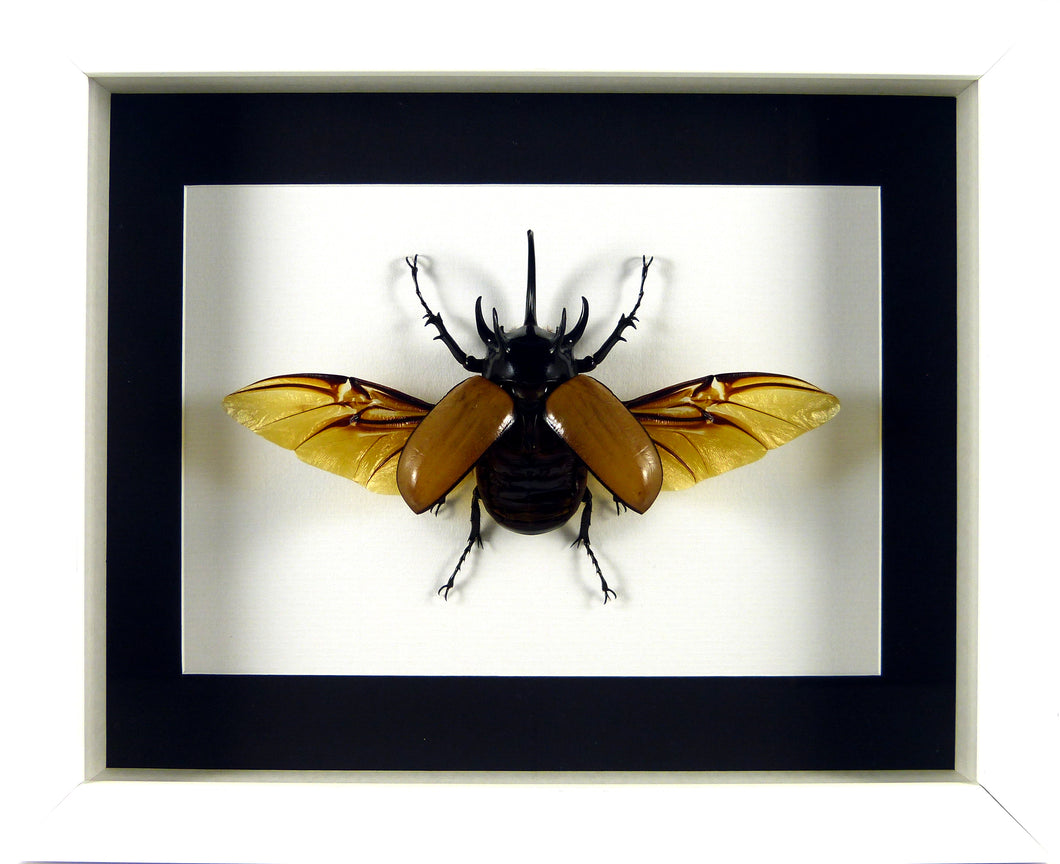 Dynaste Eupatorus gracilicornis (coléoptère) / Cadre plusieurs finitions