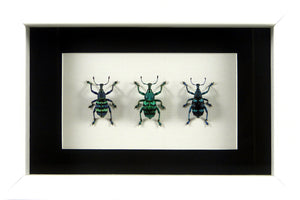 Trio de Charançons Eupholus colorés (coléoptères) / Cadre blanc – 6 PATTES  EN SCÈNE papillons et insectes encadrés - la boutique